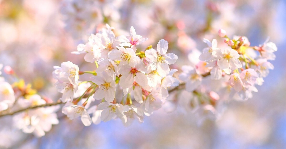 季節 春での、桜の木の下でお花見！ヘキサタープＬ 桜について知っておきたいことのすべて／東京の観光公式サイトGO