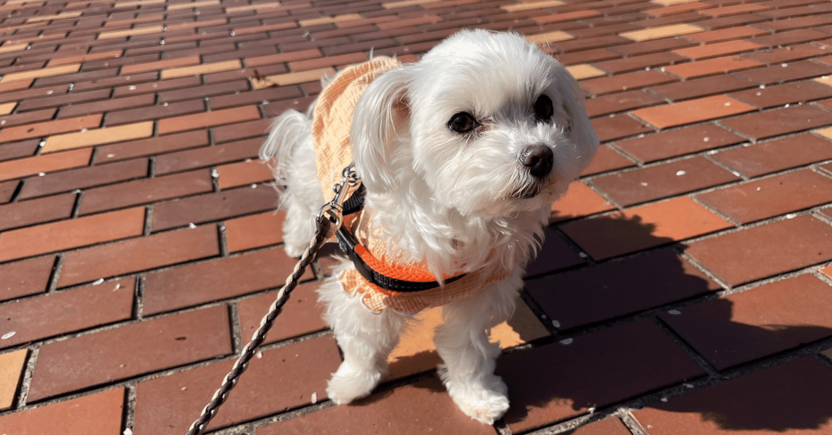 【新品未使用】MILA&LOUIS ペットカート 多頭の小型犬&猫 中型犬一匹用 Amazon | MILA&LOUIS ペットカート 多頭の小型犬&猫 中型犬一匹