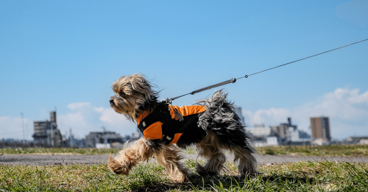 MOTOSTARのはどうなの？ペットカート・ペットバギー│大型犬・中型犬