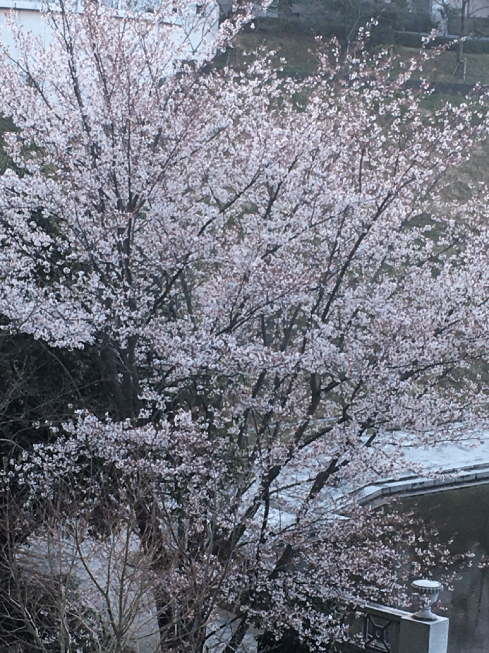 山桜花 恭子 Note 山桜花 恭子 Note