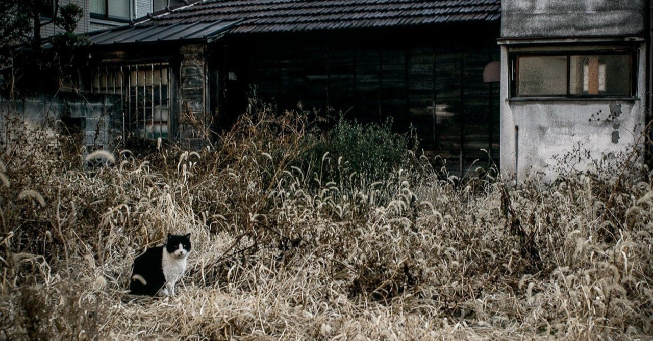 野良猫を撮ってみる・前編。今すぐできる野生動物撮影のノウハウ実践 #12｜Sinh, image size:1280x670