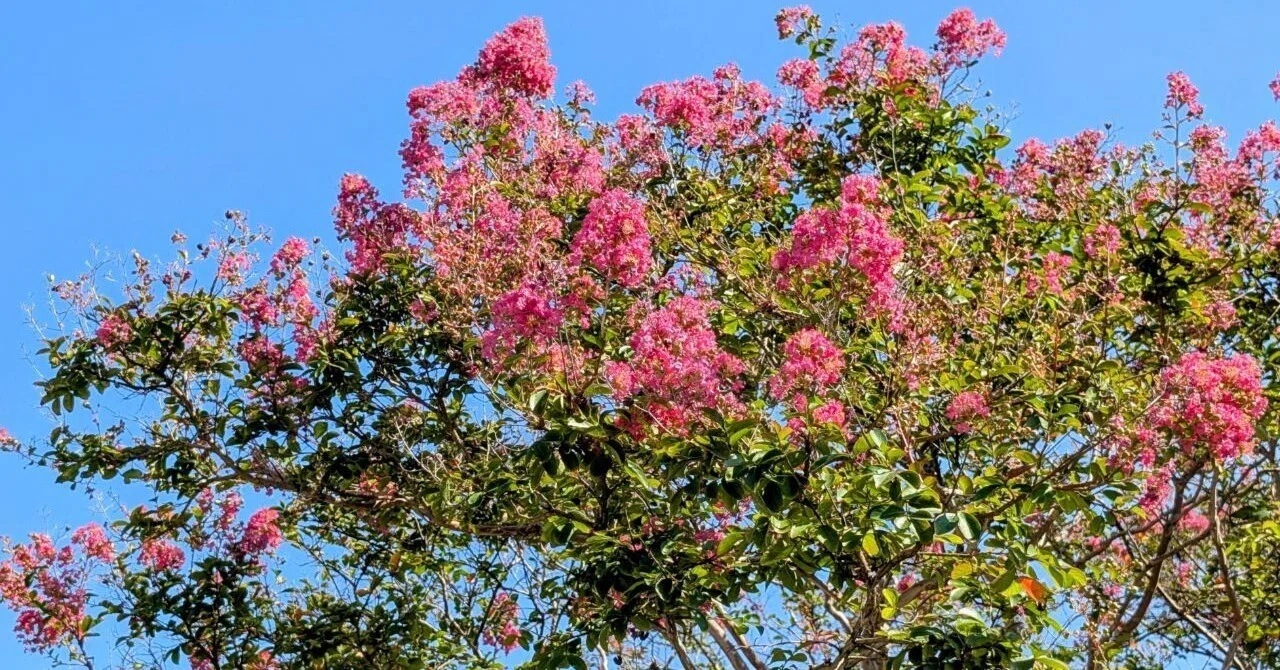 鎌倉・小町｢本覚寺の百日紅 2025｣ 【四季折々の花、草木】〈名所編