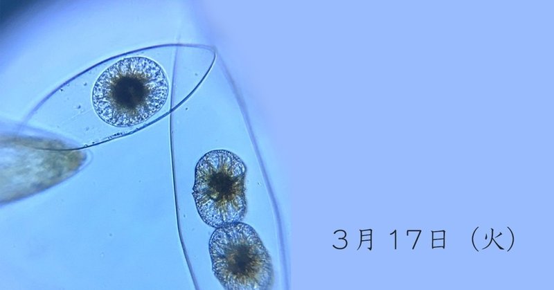 ピロキスティス のんびり殖える Saya Note