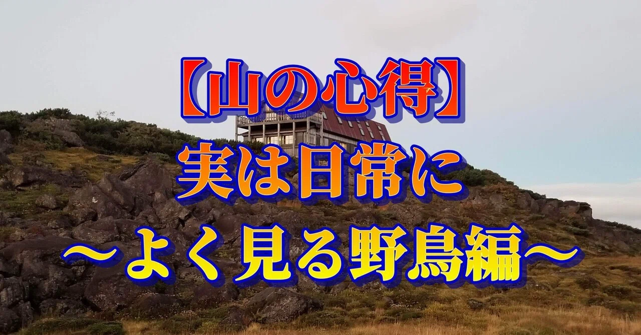 山の心得】～よく見る野鳥編～｜ミズ