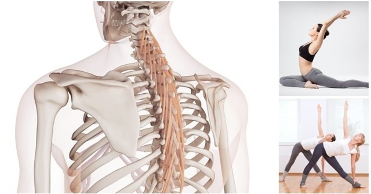 背筋群の解剖:脊柱横突棘筋群(起立筋中層繊維)|re・Frame Conditioning Academy(rfca)