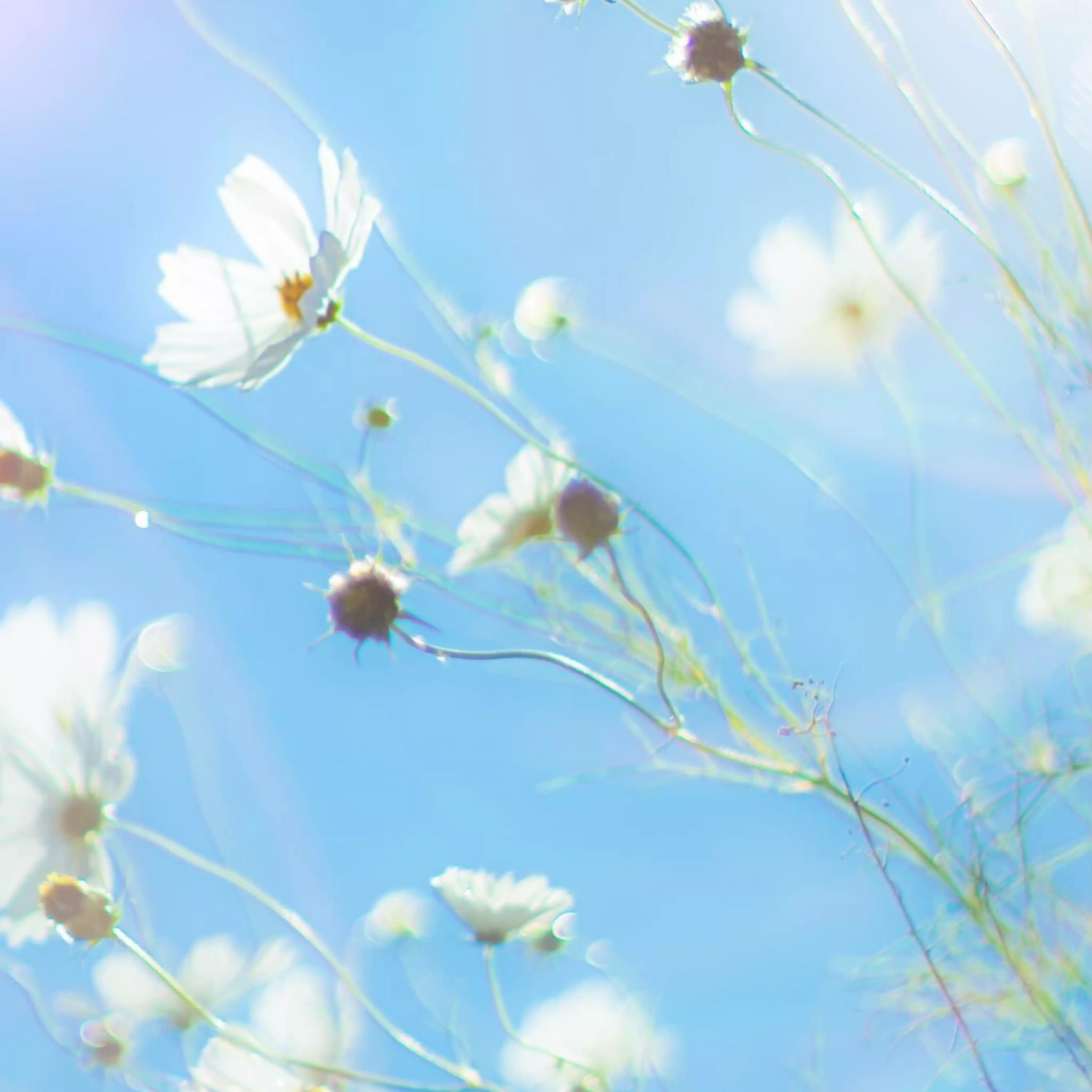 season🌱film