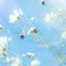 season🌱film