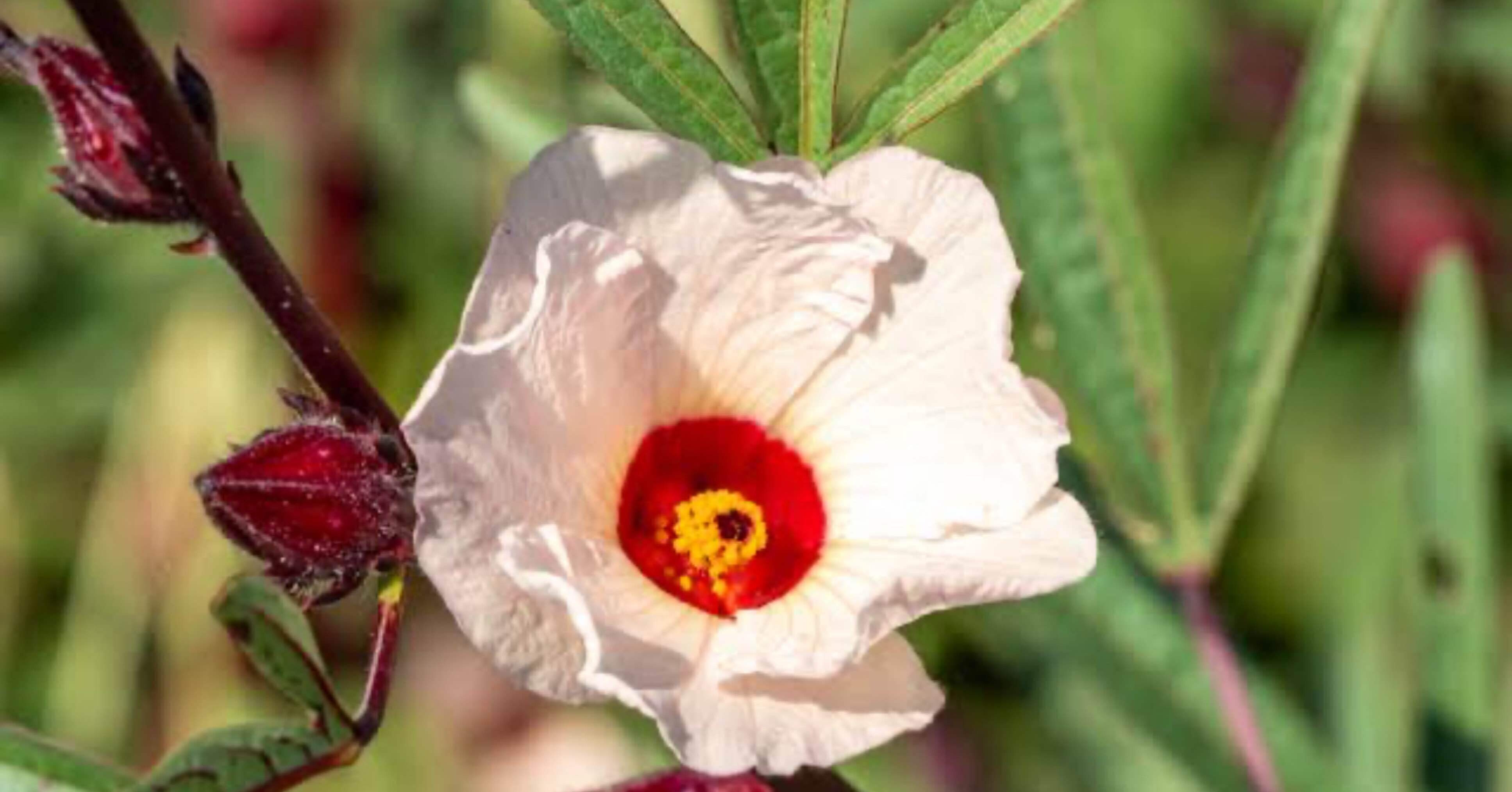 ローゼルの栽培記録｜かんみ