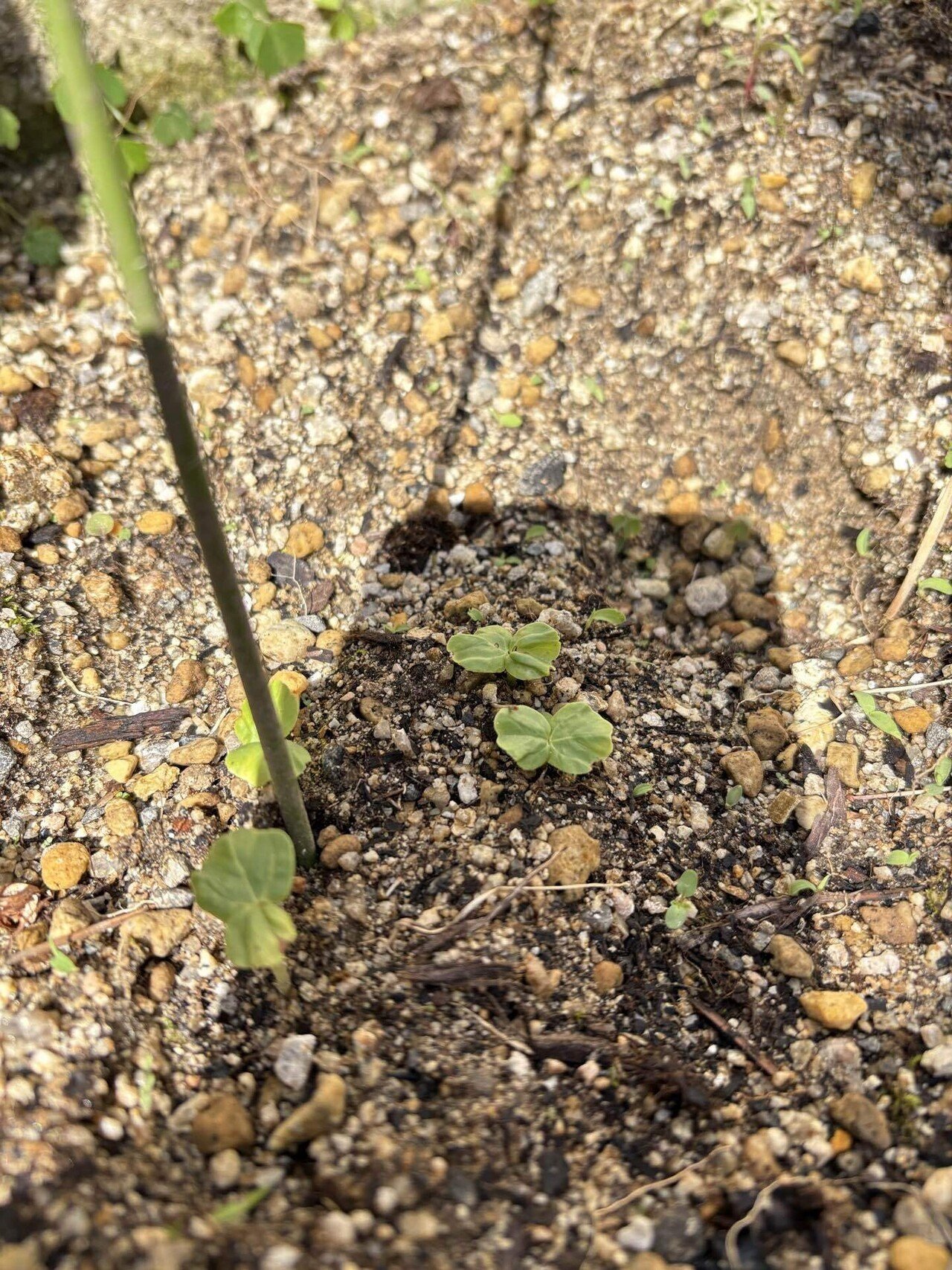 ローゼルの栽培記録｜かんみ