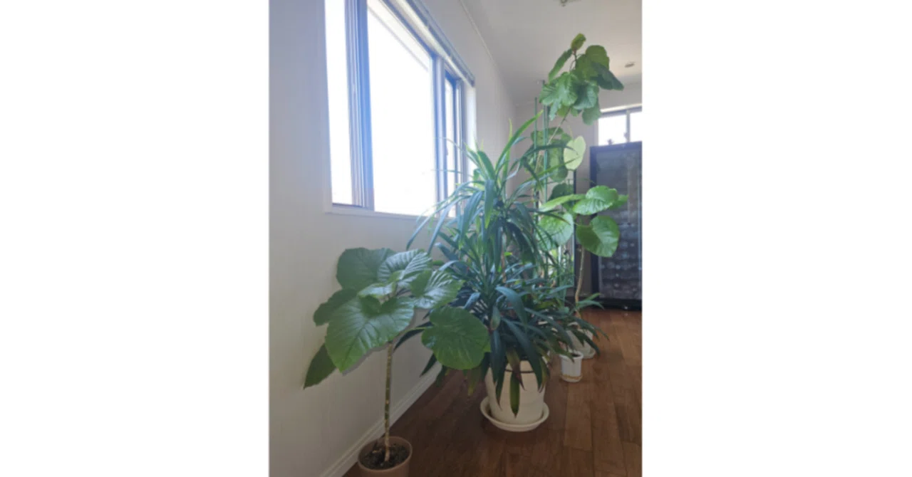 観葉植物と暮らす幸せ パキラ・ドラセナ・ウンベラータの成長記録｜kei