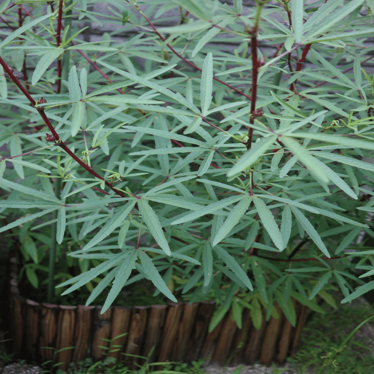 ローゼルの葉っぱ☘️現在植物たかはら ローゼルの栽培記録｜かんみ