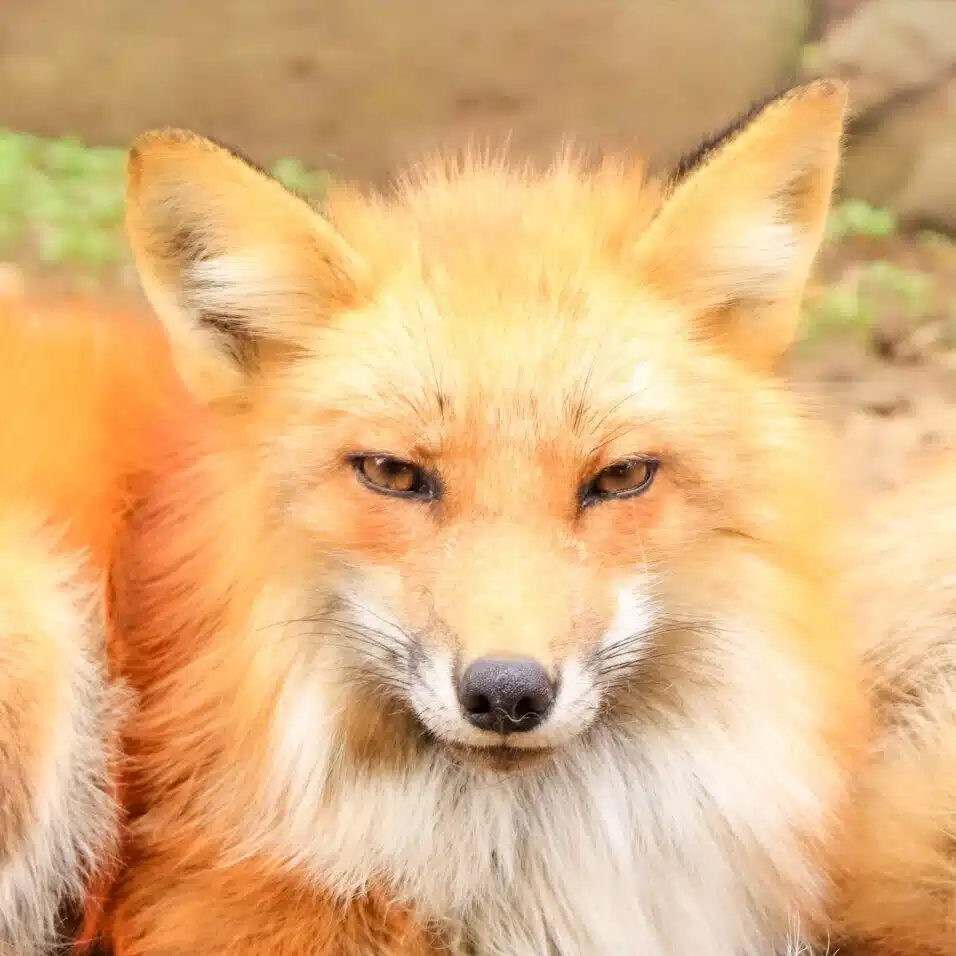 りょう　パニック狐🦊は旅をする
