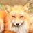 りょう　パニック狐🦊は旅をする