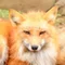 りょう パニック狐🦊は旅をする