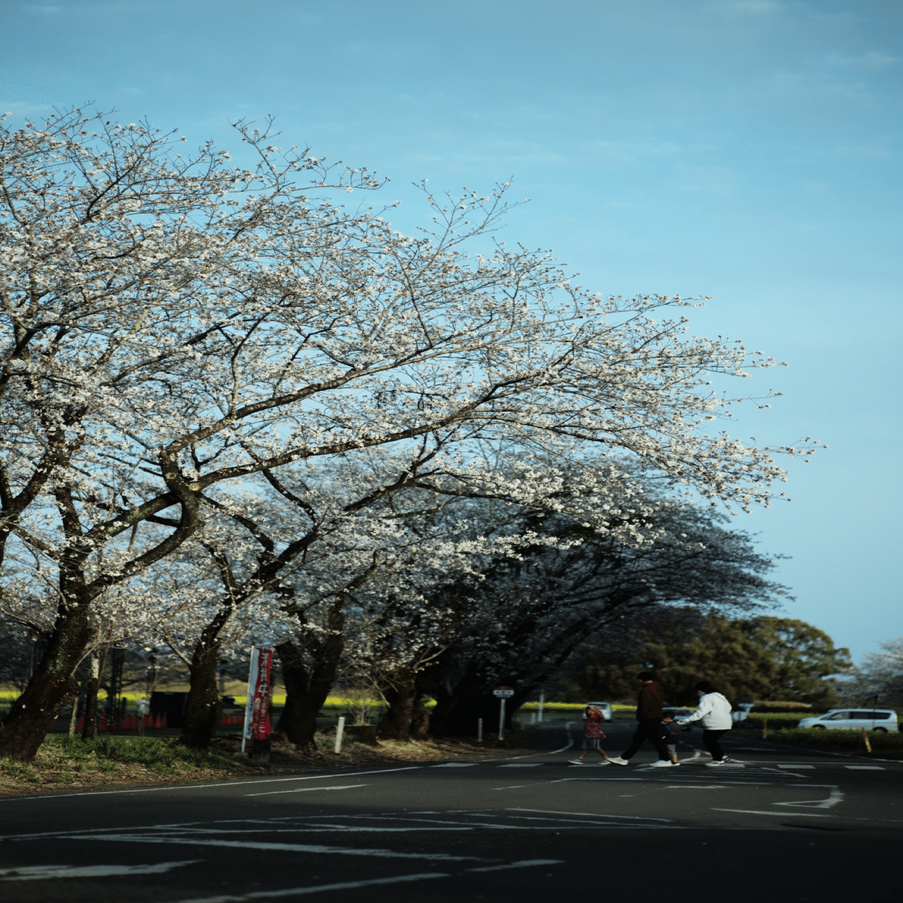 Summicron 90mm f2 3rdを改めて使ってみる｜nay