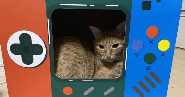 インテリアとしてもインパクト抜群！三日月型のかわいすぎる猫