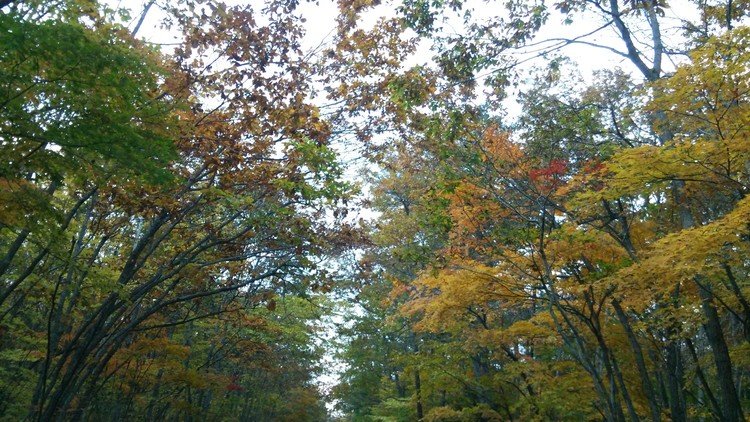 紅葉が一面に広がってすっごく綺麗な野田村の山です！