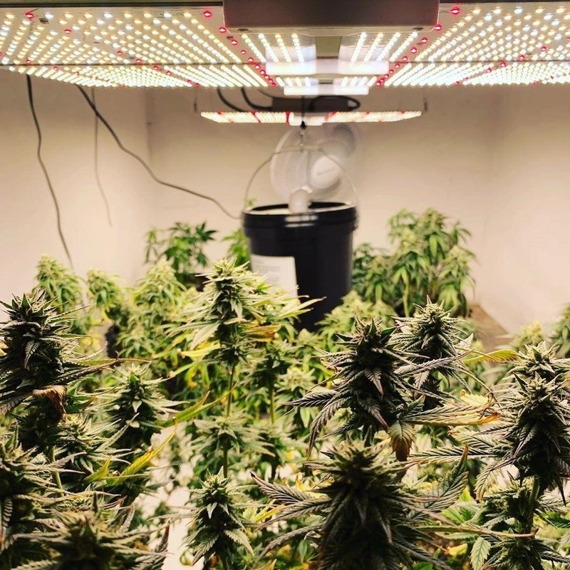 Charlotte S Web Cbd Oil Pills Denisgavrilixin Note