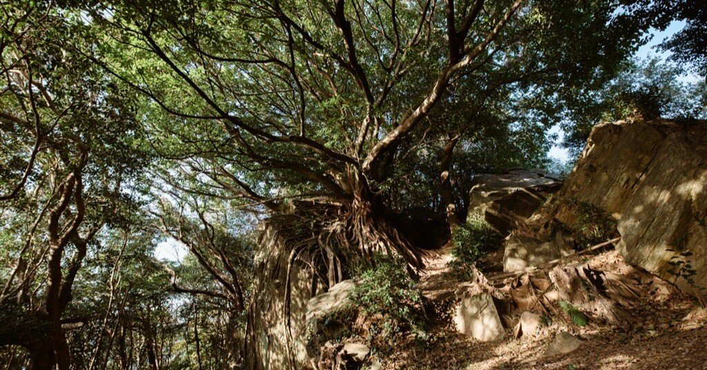 ラピュタの木｜石山離宮 五足のくつ/オーナー 山﨑 博文