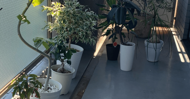 観葉植物の勧め 伊藤 Note