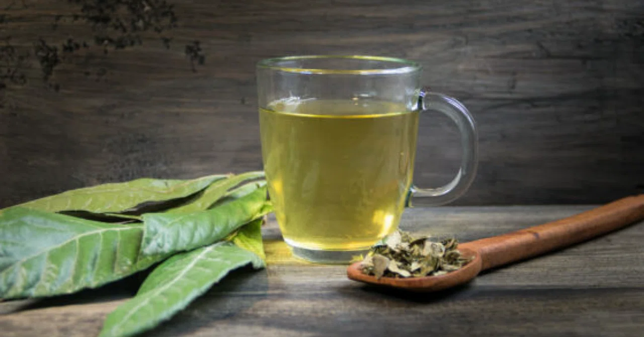 最新｜緑茶に含まれるカテキンとビタミンの組み合わせが脳の有害なタンパク質を除去してアルツハイマー病を予防する可能性