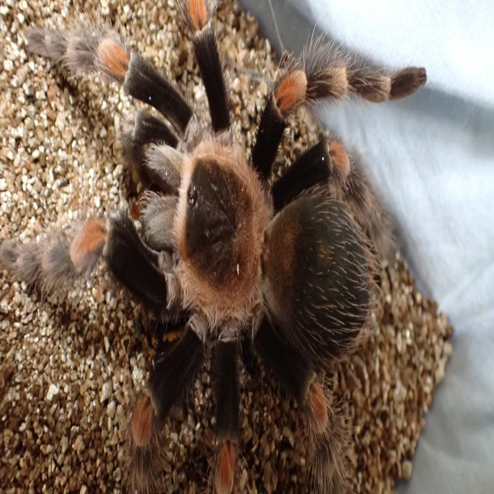 我が家のタランチュラ達の紹介｜蜘蛛