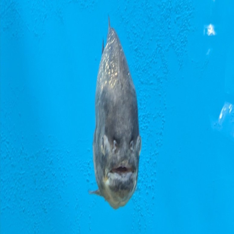 NOHPBESウェディングメイクアップバッグ8点セット ブライダルキャンバス メイクアップバッグ 花嫁 化粧品バッグ マトロンオブオ  Amazon.co.jp: 花嫁の部族キャンバスメイクアップバッグ、ブライドメイドブライダルシャワーギフト、コスメポーチ、財布、ジッパー、独身最後  ..., image size:1482x775