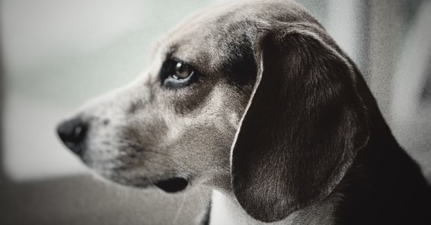 スヌーピーはふつうの犬じゃない スヌーピーはふつうの犬じゃない