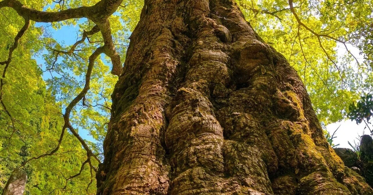 古代の木はとんでもないデカさだったかも？な話｜寄せ植え屋ゆっこはん