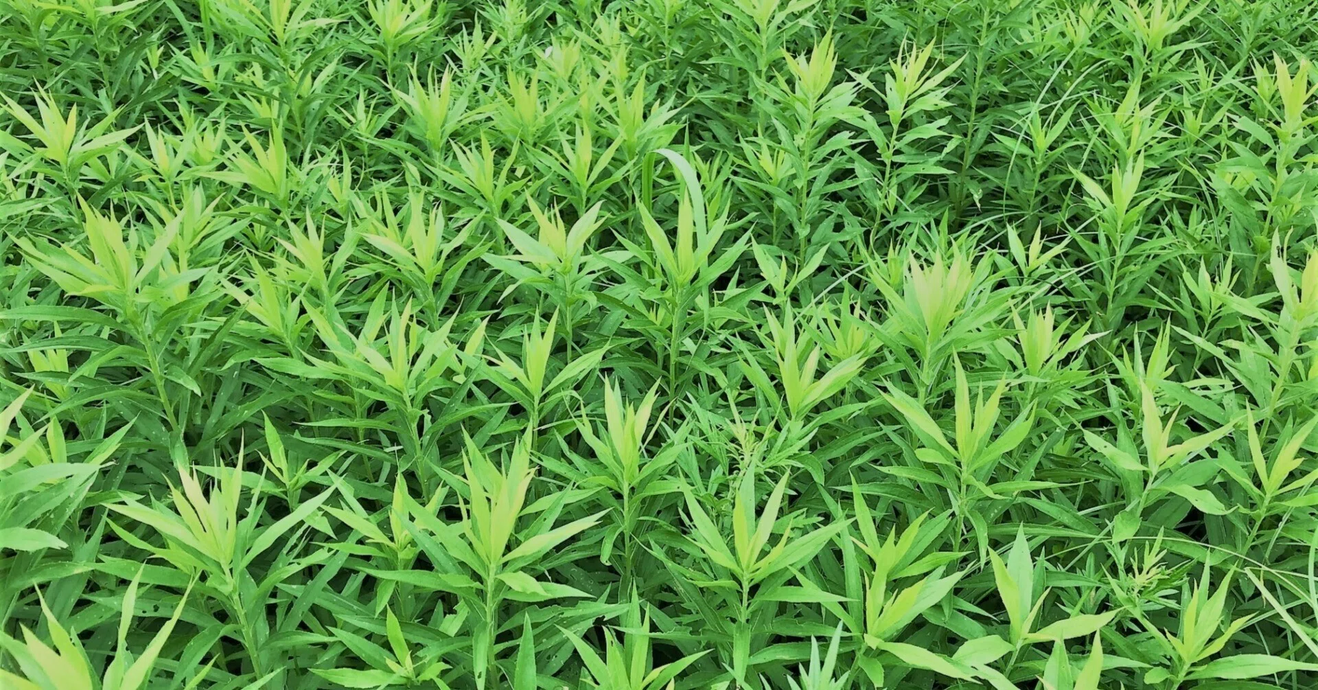 雑草を抜くと、なぜまた生えてくるのか｜さえもん園 よしき