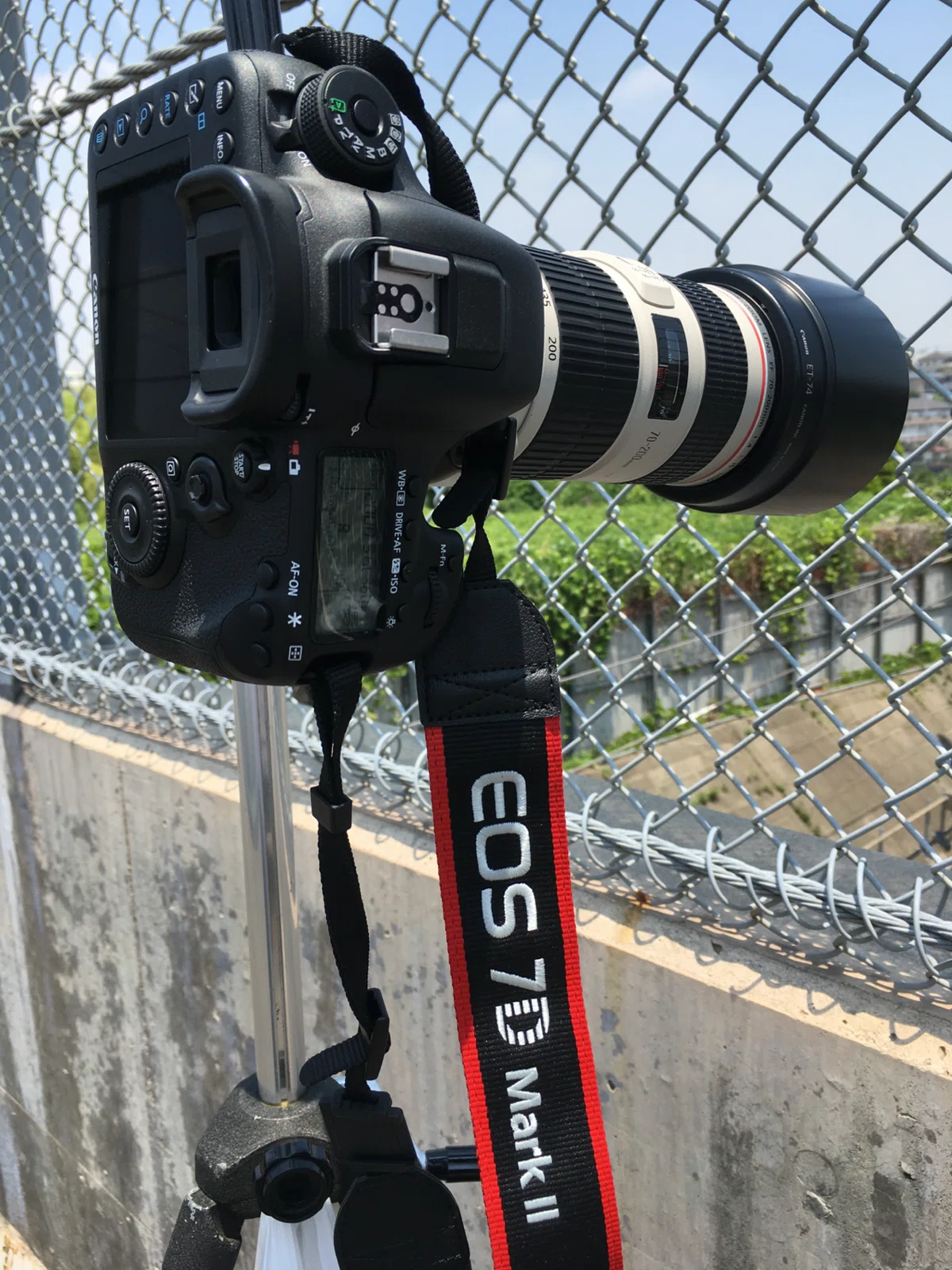 ニコン頑張れ！野鳥・スポーツ撮影のAPS-C市場は新型EOS R7 MarkⅡに奪