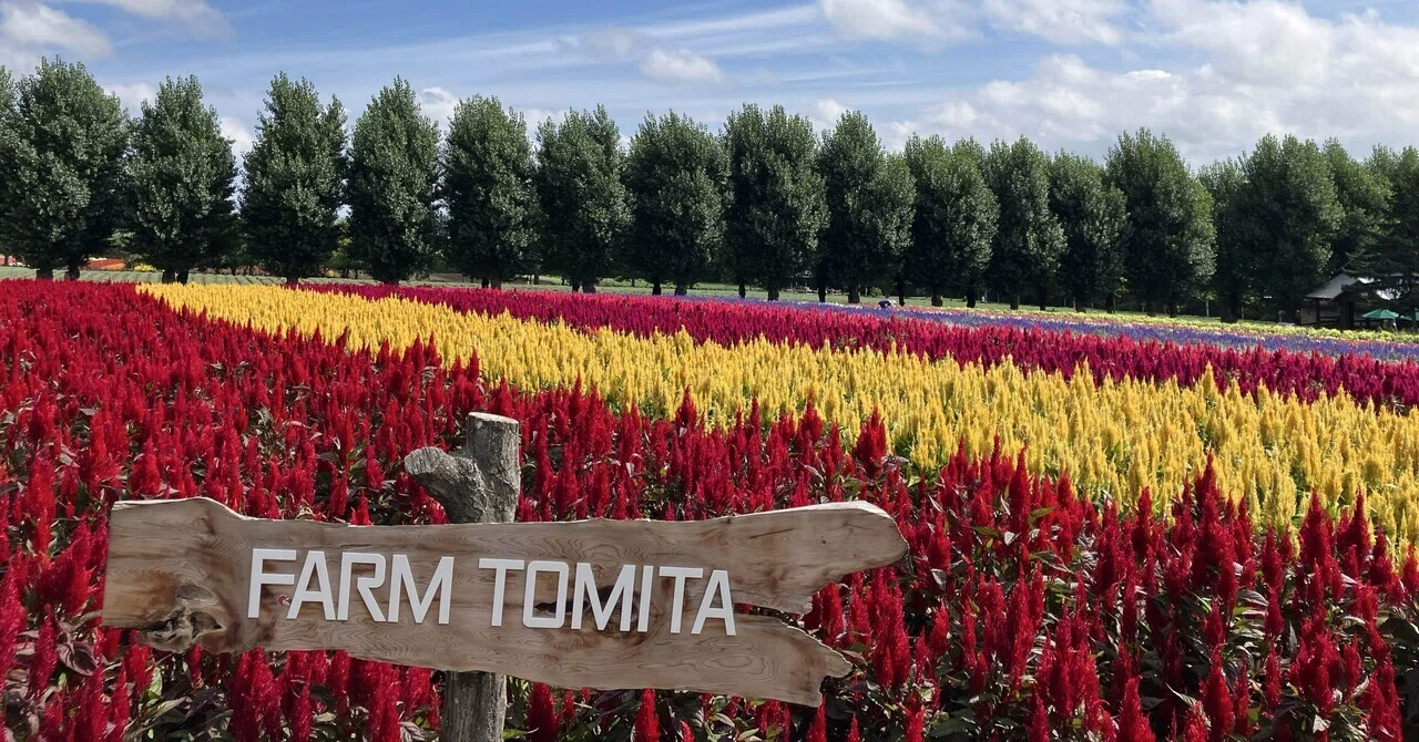 8月でも楽しめる富良野、ファーム富田。咲いてなくても