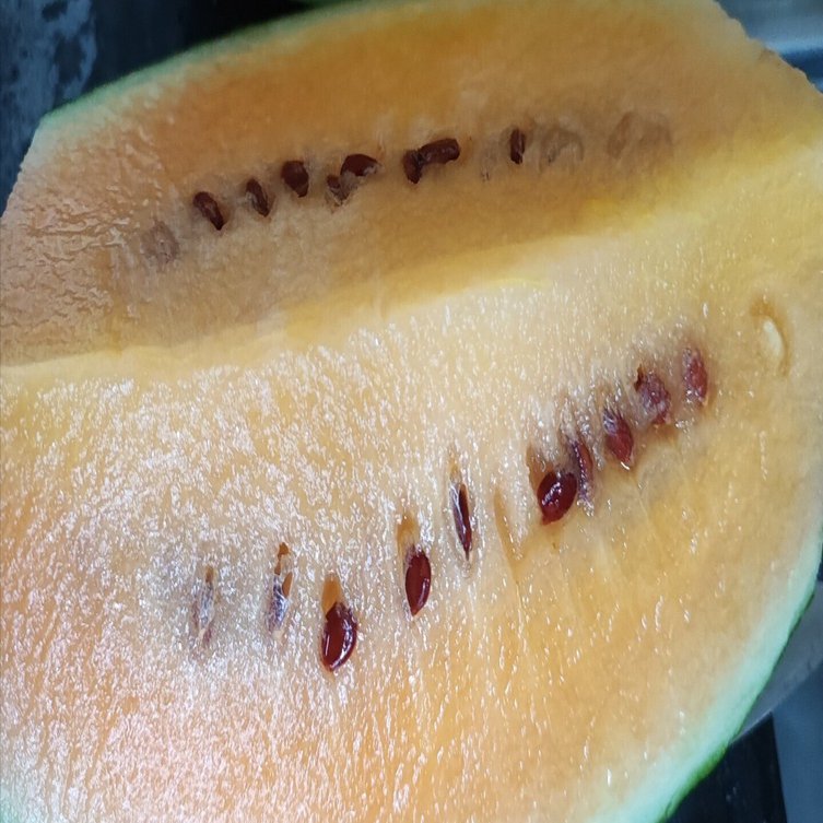 庭でとれたスイカ｜てふてふ