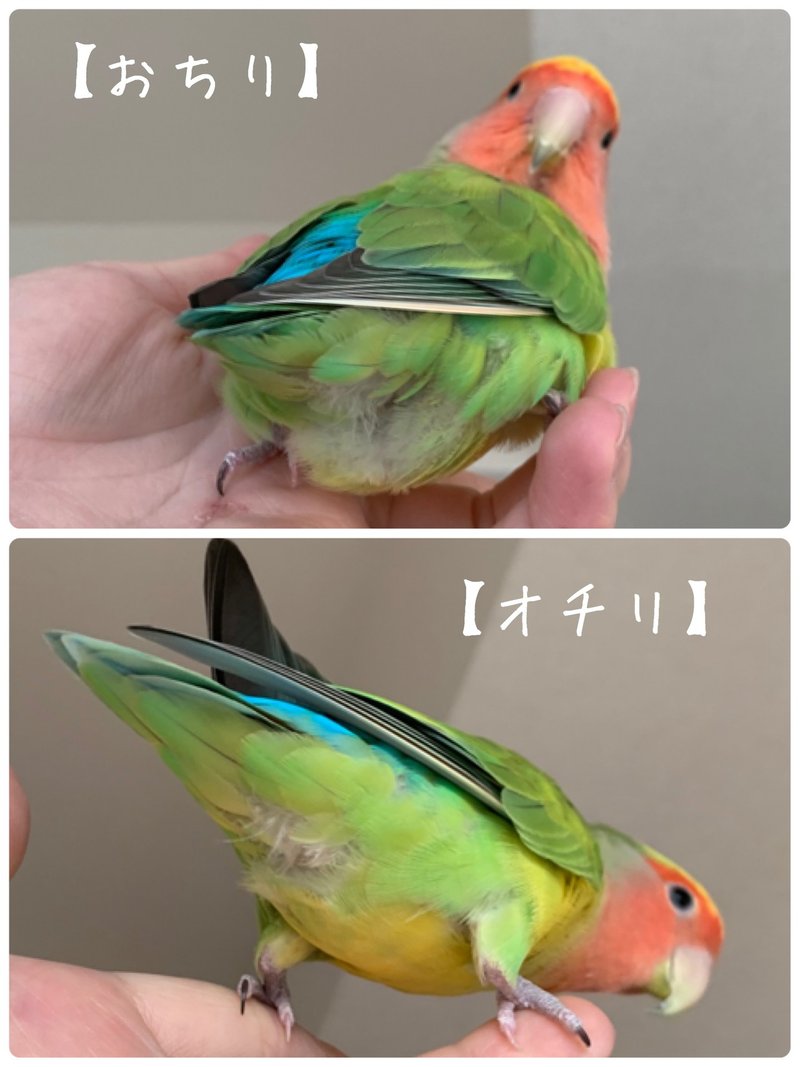 おちり と オチリ まつかぜ Note おちり と オチリ まつかぜ Note