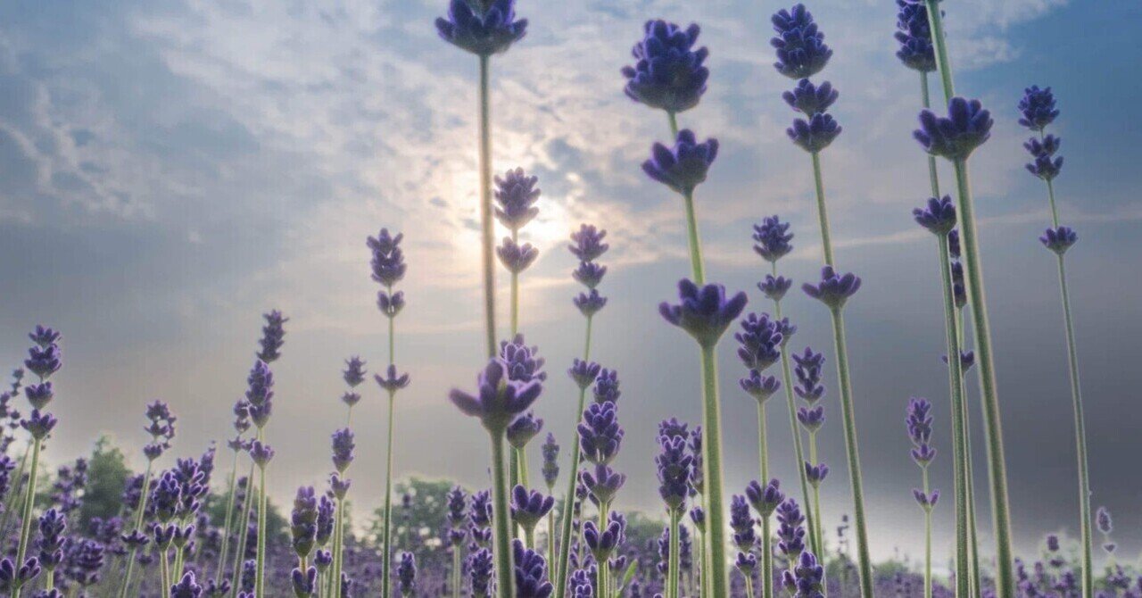 ラベンダーとなっております af2afb1bc082fc7b20152884711272