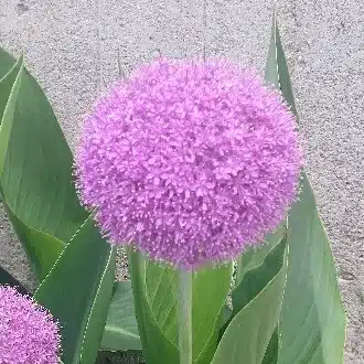 ひかる