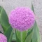 ひかる