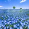 kind_iris3093
