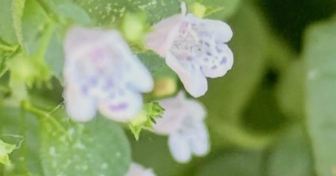 カラミンサ ネペタ EXPO 2025の会場で見つけた植物たち｜EGGSEED
