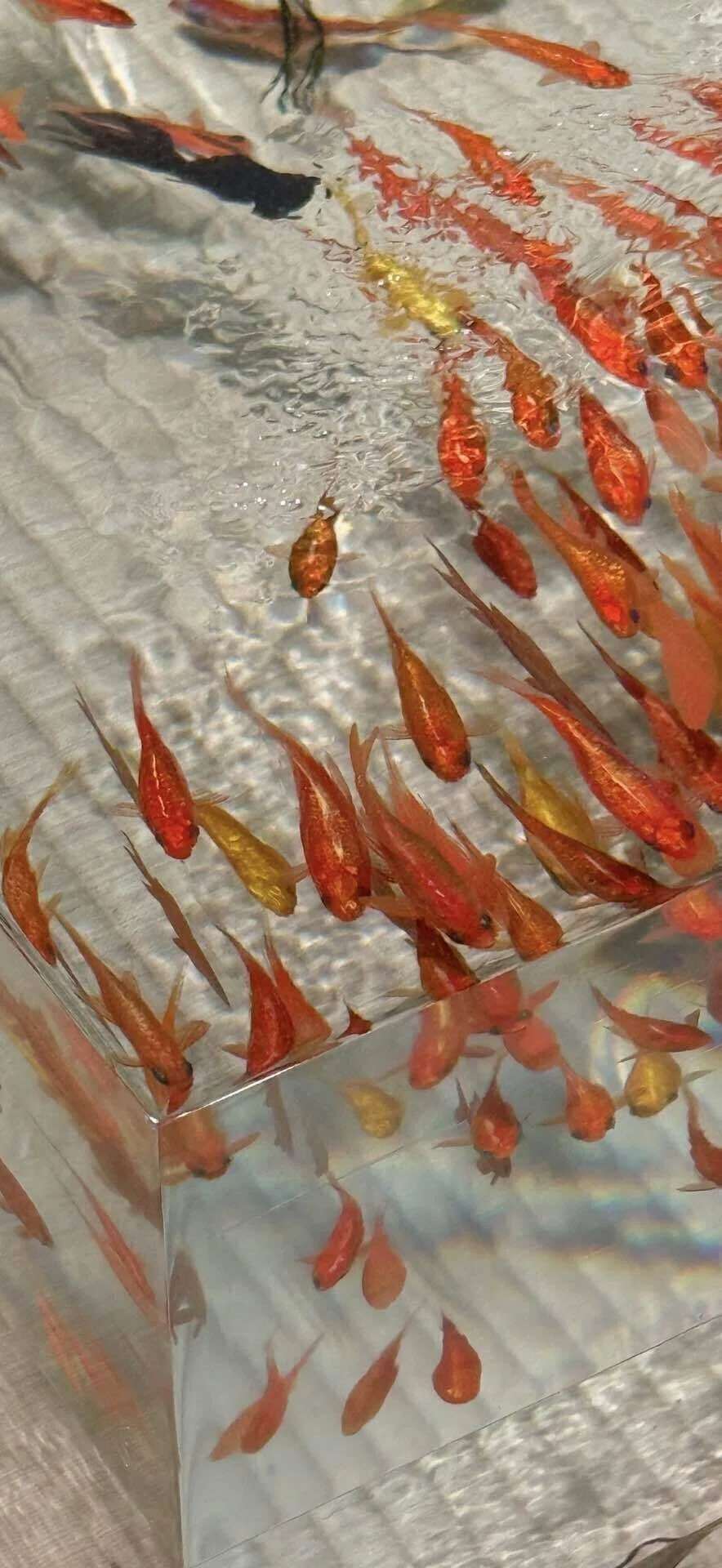 深堀隆介 金魚に魅せられた絵師の特大作品に唸る｜EGGSEED