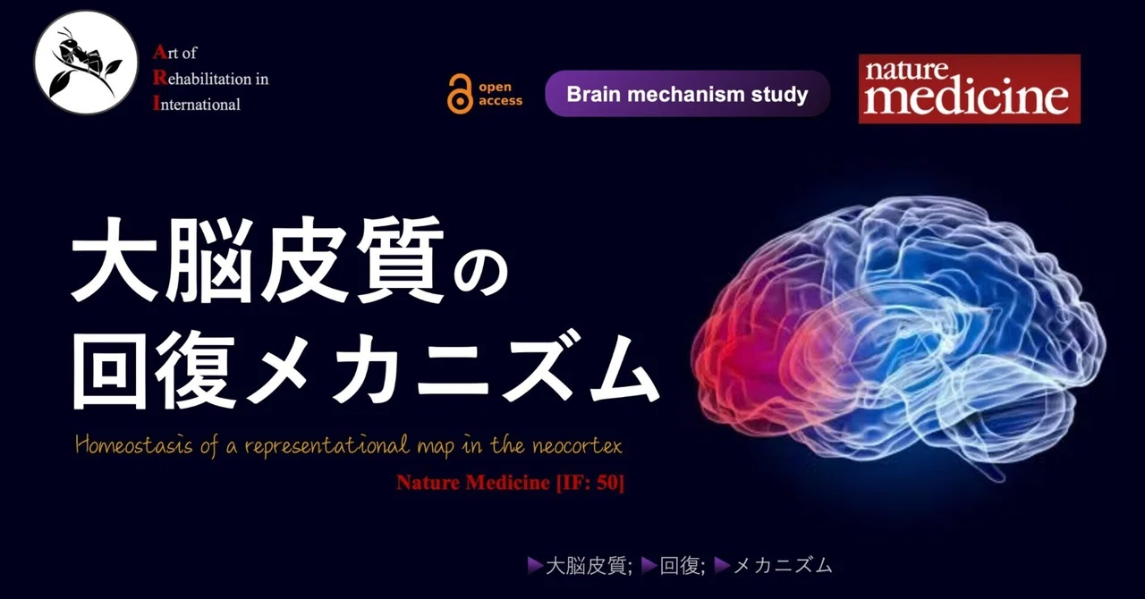 Recovery Mechanisms of the Cerebral Cortex｜Super Human | 理学療法士／保健学博士 Ph.D.