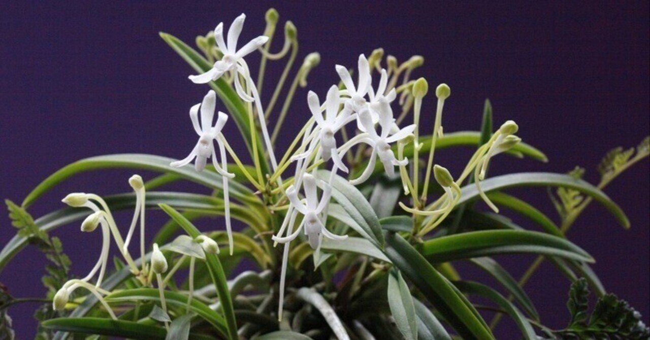 富貴蘭「羽衣」の花｜KJ Morison