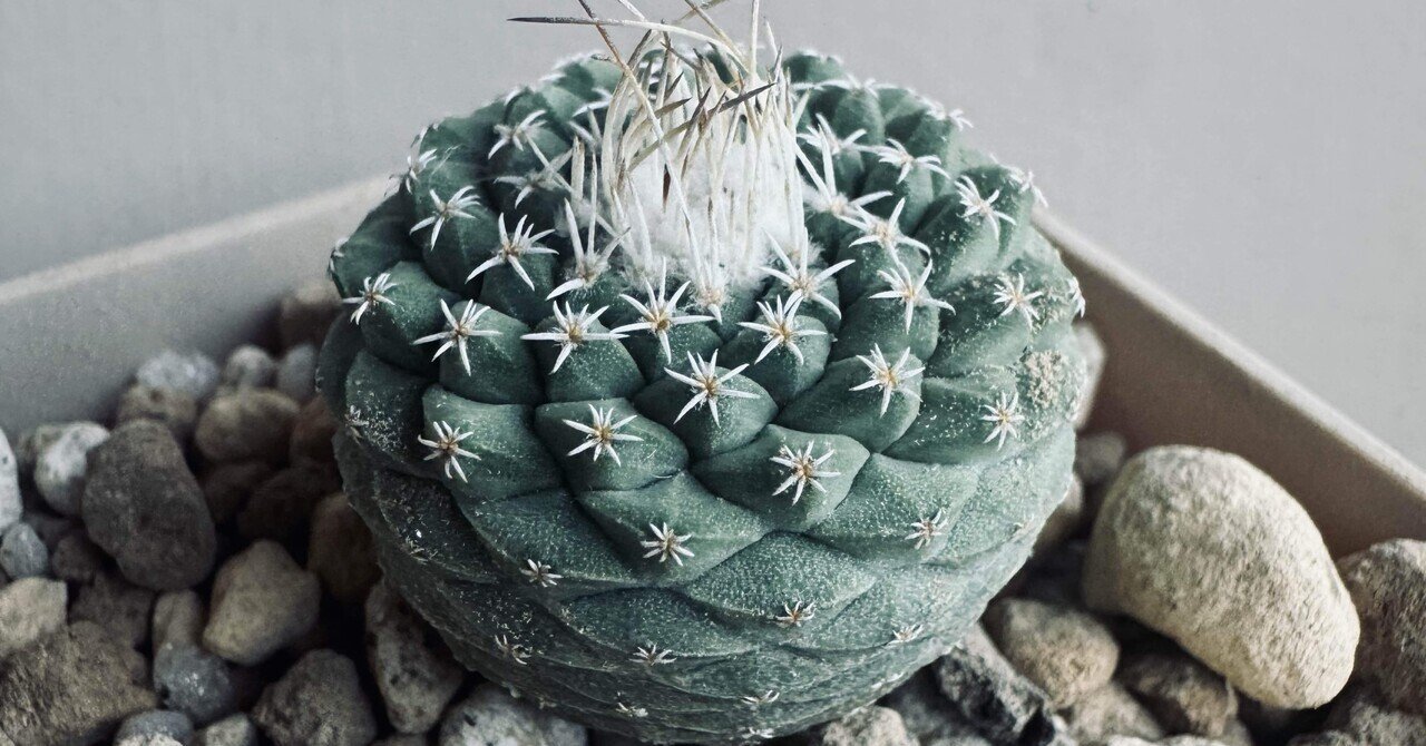 輸入激レア品種 ベスコルネリア セプテントリオナリス×デコステリアナ 輸入激レア品種 ベスコルネリア セプテントリオナリス