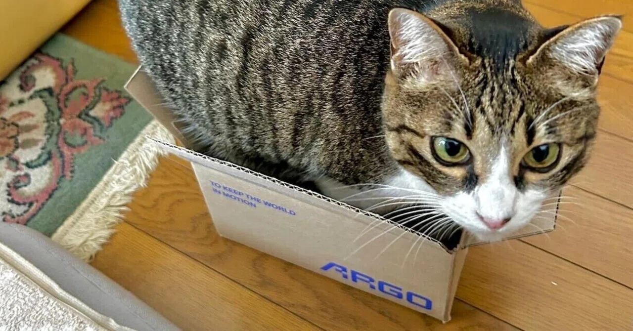 私の見立てによると、無理ですねえ…」目測を誤って箱に入れない猫