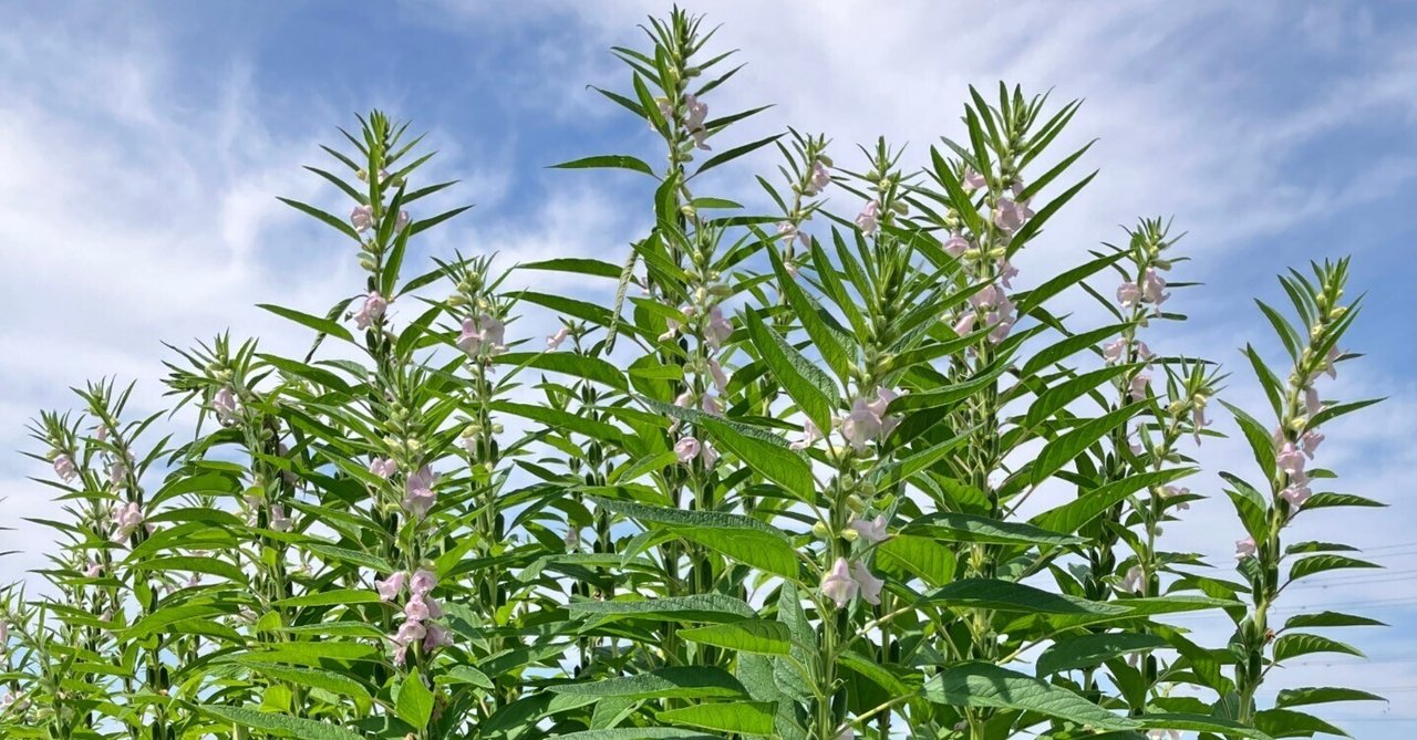 ゴマをタネから育ててみたら、妖怪と間違われた話