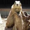 おぺれーた