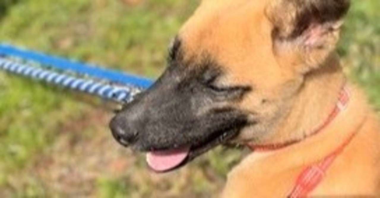 犬が飼い主に会う度に大喜びする理由 シスト 犬の心理学研究員 Note