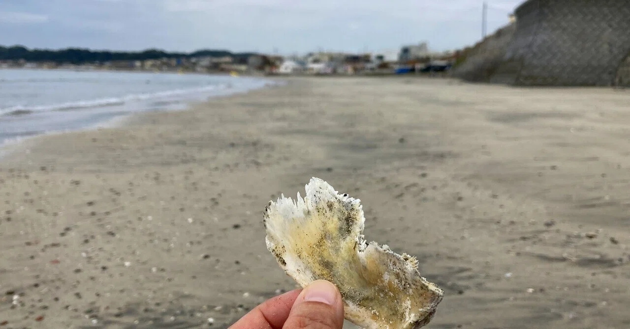かわらけとウミガメの骨と陶片とシーグラスと！材木座海岸で