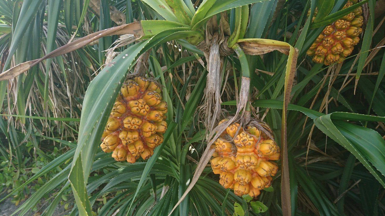 南国の植物 ふらわ Note 南国の植物 ふらわ Note