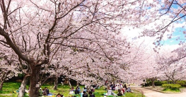 家族でお花見。 Sakura の 住めば都！ミネソタ日記: それでもやっぱりお花見に
